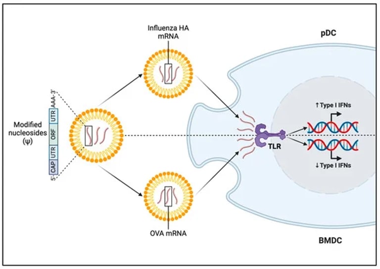 New mRNA Tech from Boston Children's Hospital Promises Stronger, Longer-Lasting Vaccines with Fewer Side Effects