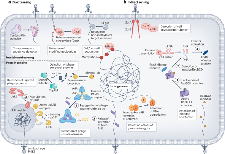 Exploring the Diverse Landscape of Bacterial Defense Mechanisms Against Phages