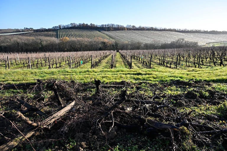 76% of French Agricultural Soils Contaminated with Microplastics, Study Reveals Urgent Environmental Challenge