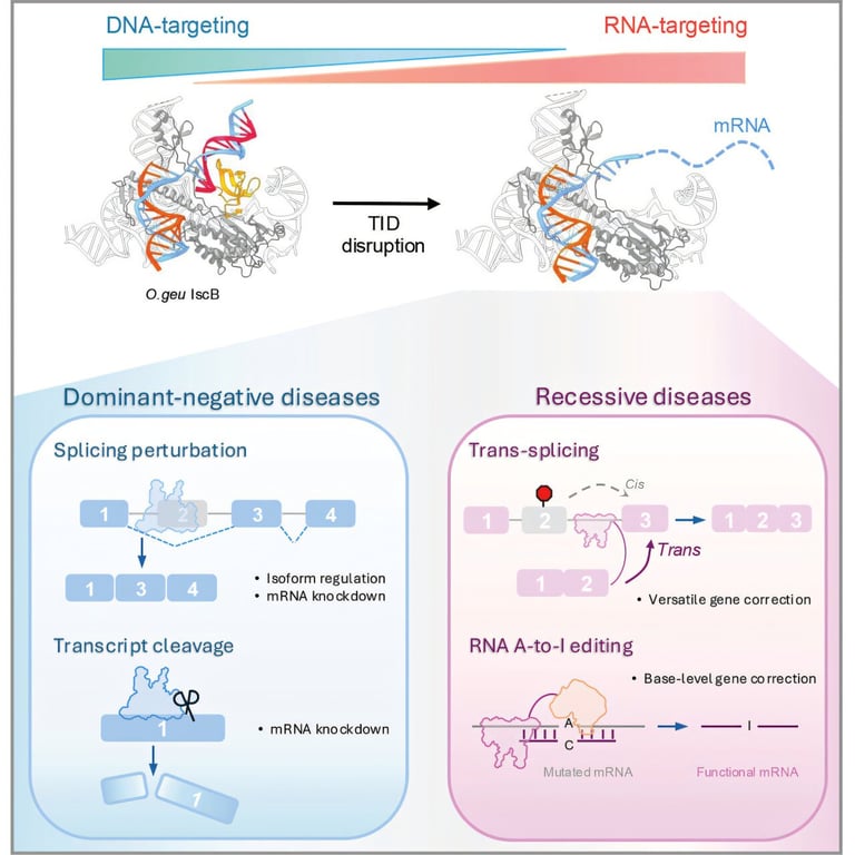 Revolutionary RNA Editing Tools Promise Safer Genetic Therapies, Pioneered by Yale Scientists