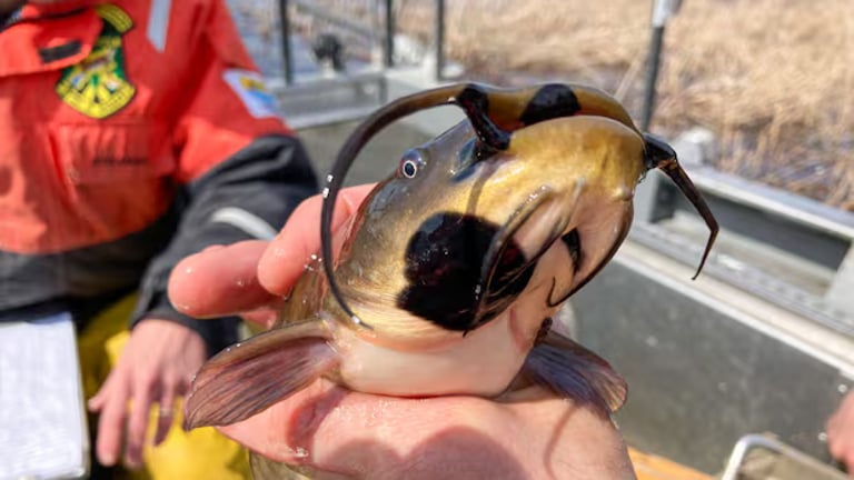 First Known Transmissible Cancer in Fish Discovered in Canada-US Lake