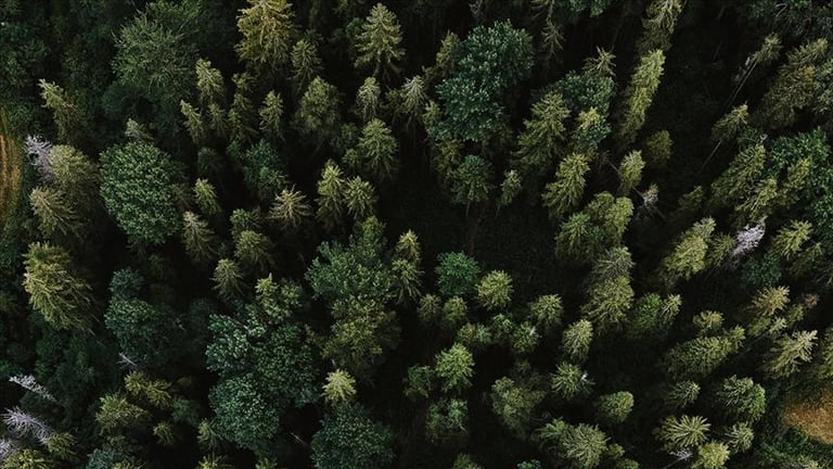 Australia's Tropical Rainforests Now Emit More CO2 Than They Absorb, Study Reveals