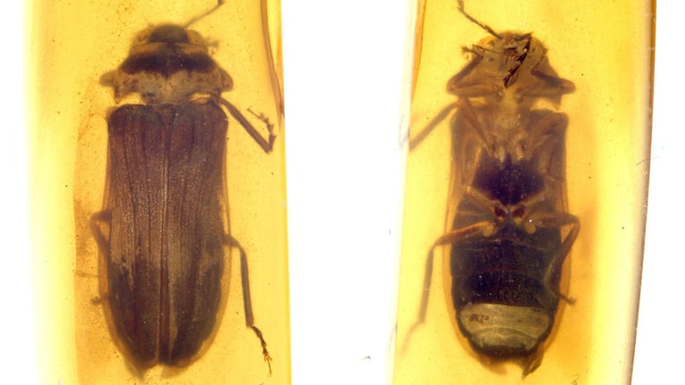 New Ancient Firefly Species Found in Burmese Amber Illuminates Mesozoic Era Evolution