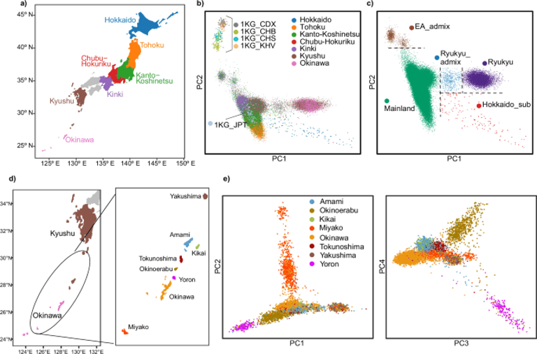 Study Reveals Jomon Ancestry's Impact on Japanese Genetic Diversity and Health