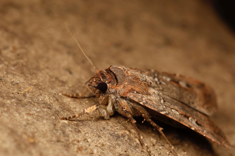 Endangered Bogong Moths Use Starry Skies for Migration, Urgent Conservation Needed