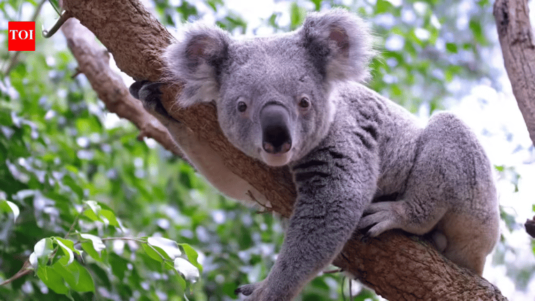 Koala Genomes Reveal Ancient Near-Extinction Event, Guiding Urgent Conservation Efforts