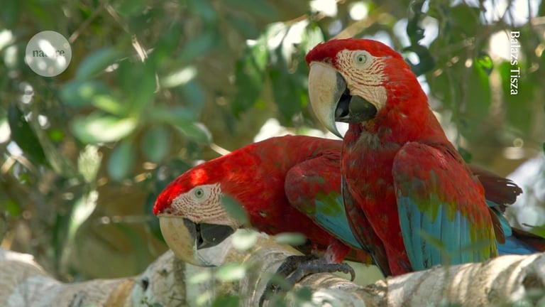 Ancient Parrot Trade Reveals Pre-Inca Long-Distance Exchange Networks
