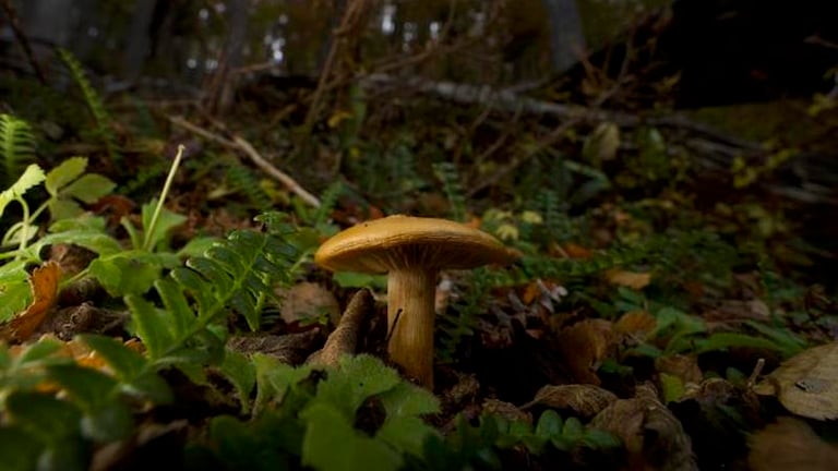 Climate Change Threatens Tree Survival in the Far North Due to Fungi Shortage