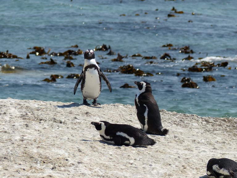 Revolutionary 'PenguCams' Method Accurately Measures Prey Size to Aid Penguin Conservation