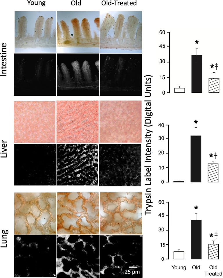 UCSD Study Links Gut Enzymes to Aging and Organ Damage, Offers New Hope with Enzyme Inhibitors