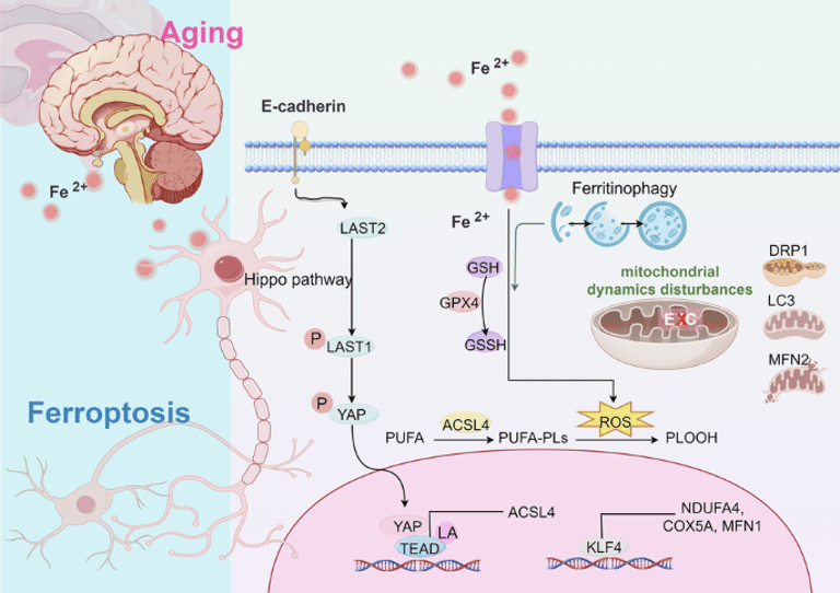 Unlocking Brain Aging: ATP11B's Role in Iron Mishandling and Mitochondrial Dysfunction