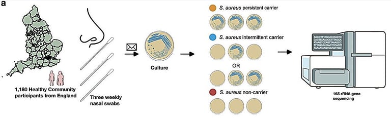 Largest Nasal Microbiome Study Reveals Predictive Patterns for S. aureus Infection Risk