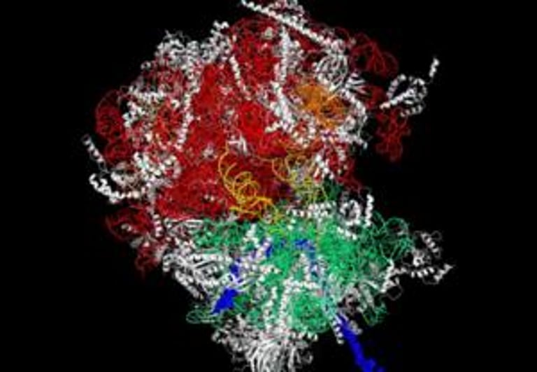 Breakthrough Study Reveals How Cancer Cells Outsmart Immune System by Manipulating Ribosomes