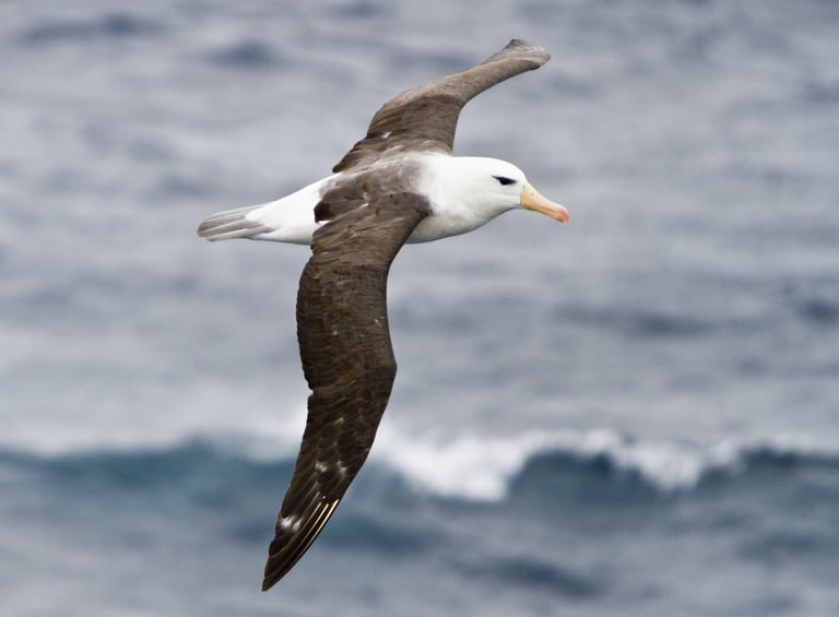 Seabirds Reveal Global Mercury Hotspots: A Warning for Ocean Health and Human Risk