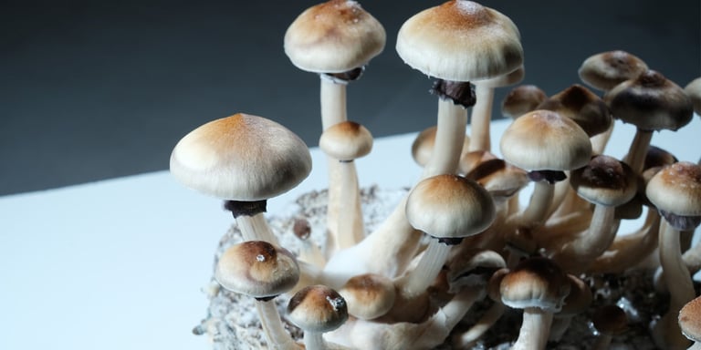 Mushroom Extract Shows Promise Over Synthetic Psilocybin for Mental Health