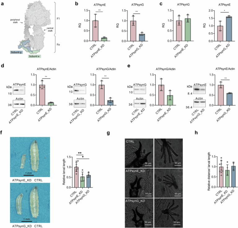 Study Unveils ATP Synthase's Crucial Role in Calcium Homeostasis Beyond Energy Production