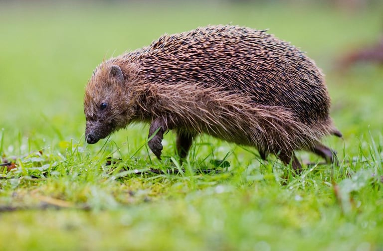 European Hedgehog Nears 'Vulnerable' Status Amid Urban Expansion and Pesticide Use