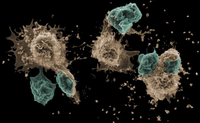 Mast Cells Harness Neutrophils: Breakthrough in Understanding Allergic Reactions and Inflammation