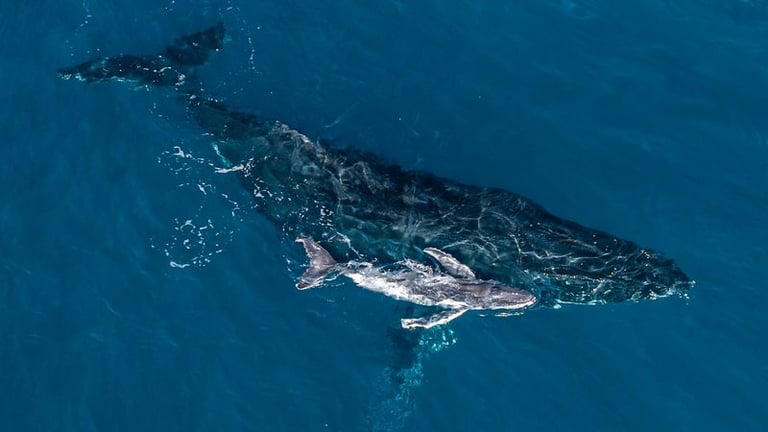 Historic Drone Footage Captures First-Ever Humpback Whale Calf Birth off Australia's Coast
