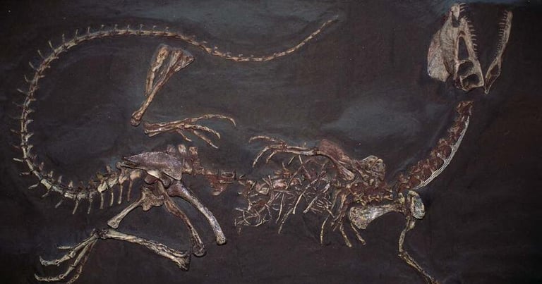 China Unveils 120-Million-Year-Old Two-Headed Reptile Fossil, Unveiling Ancient Developmental Anomalies