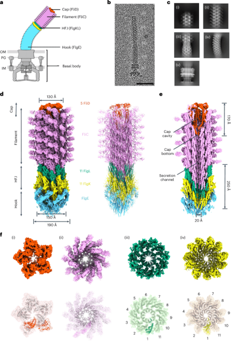 Breakthrough Study Unveils Bacterial Flagellum Assembly, Paving Way for New Infection Therapies