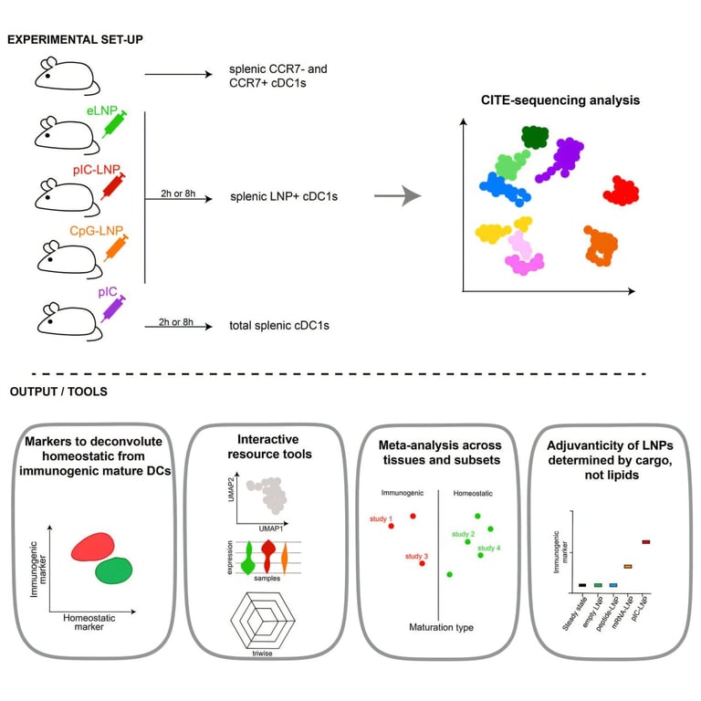 Study Unveils Dual Role of Lipid Nanoparticles in mRNA Vaccines, Paving Way for Safer Immunotherapies