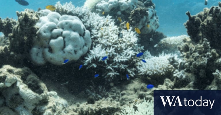 Ningaloo Reef Crisis: Heatwave Sparks Urgent Calls for Action to Save Coral Ecosystems