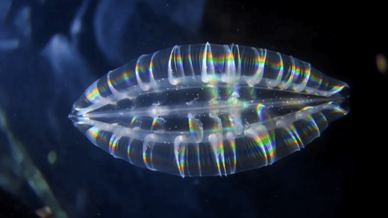 Ancient Comb Jellies Illuminate Nervous System Evolution with New Colombian Discoveries