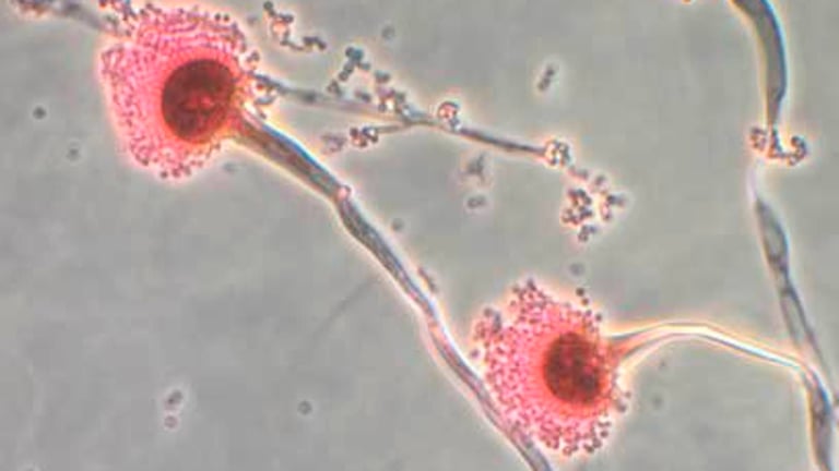 Deadly Fungus Threatens U.S. Health Amid Rising Temperatures, WHO Declares 'Critical Priority'