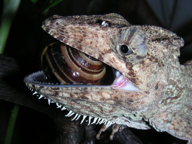 Lizard and Snake Jaw Evolution Unveiled: Study Links Morphology to Ecological Success