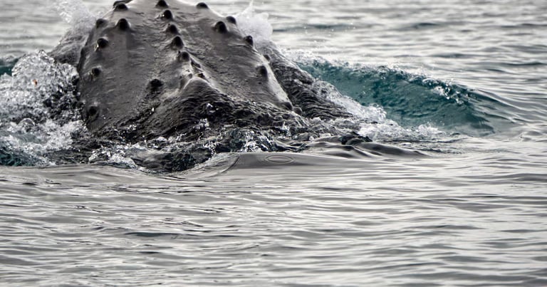 Oldest Humpback Whale Song Recording From 1949 Unearthed, Offers New Insight into Ocean Soundscape