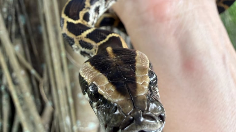 Florida Expands Python Removal Efforts as Invasive Snakes Spread Beyond Everglades