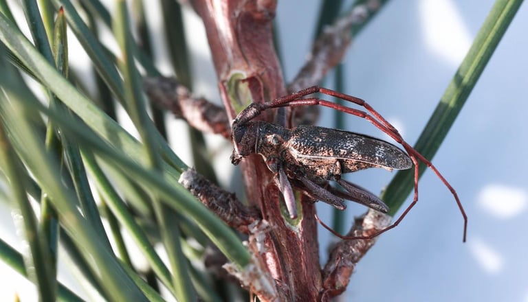Pinewood Nematode Outbreak in France Threatens Pine Forests: Urgent Containment Measures Launched