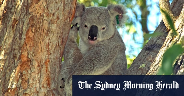 Australia Approves Lifesaving Vaccine to Combat Chlamydia in Endangered Koalas