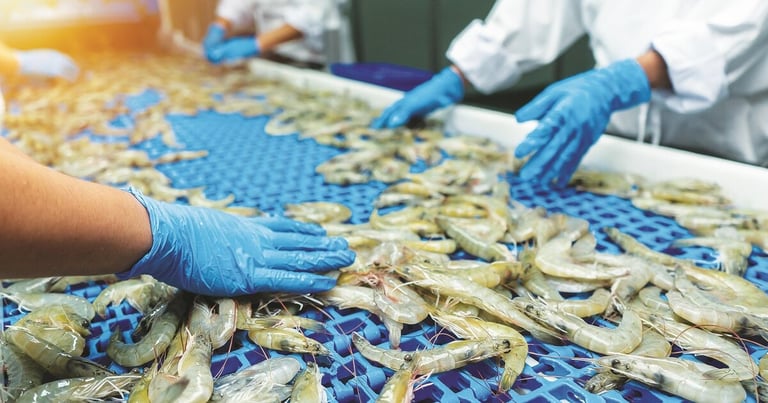 US Tariff Hikes Slash Indian Shrimp Exports, Industry Faces Decade-Low Profits