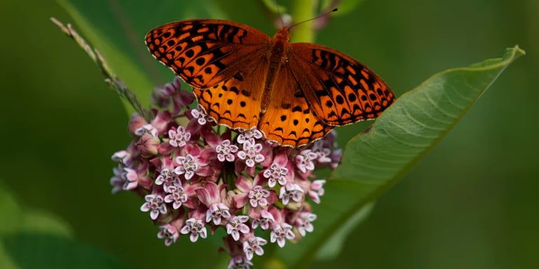 America's Butterfly Crisis: 22% Decline Sparks Urgent Conservation Call