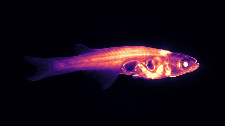 Janelia Research Pioneers AI and Transparent Fish for Breakthrough Brain Mapping