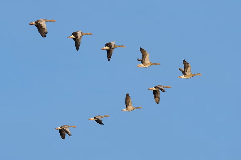 Climate Change Disrupts Migratory Birds, Threatening Breeding Success and Ecosystems