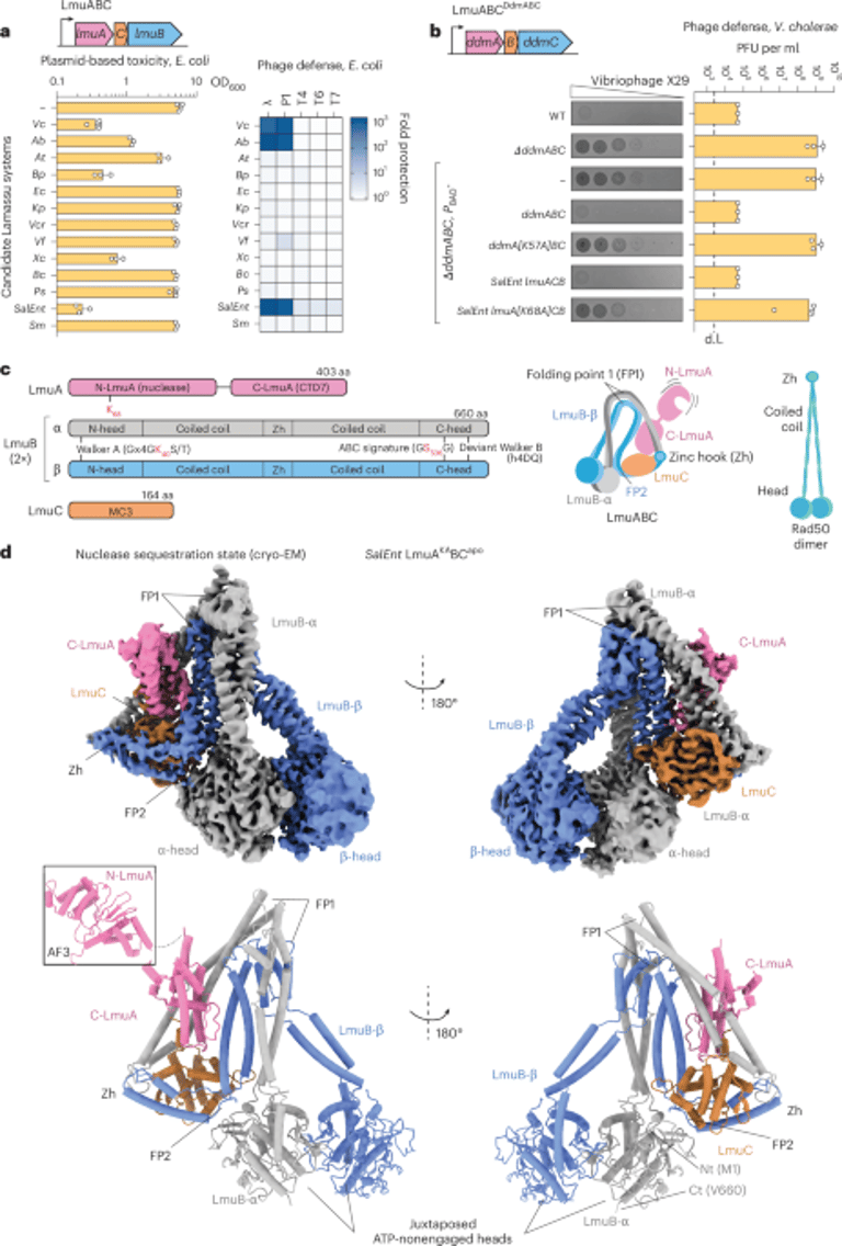 Breakthrough Study Unveils Lamassu's Role in Bacterial Defense Against Invading DNA