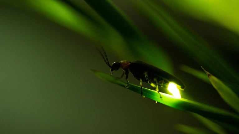 Fireflies Illuminate Science: Bioluminescence, Mating Rituals, and Predator Deception Explored