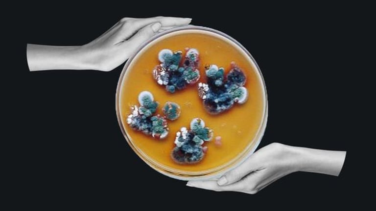 Melanin-Rich Fungi: Potential Radiation Shields for Space Habitats