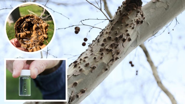 $150 Million Battle Against Tree-Killing Pest in Perth Marks Historic Biosecurity Effort
