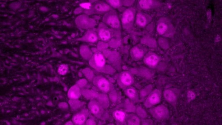 Breakthrough Study Maps Brain Cell Translation, Linking Isoform Variation to Protein Output and Neurological Disease