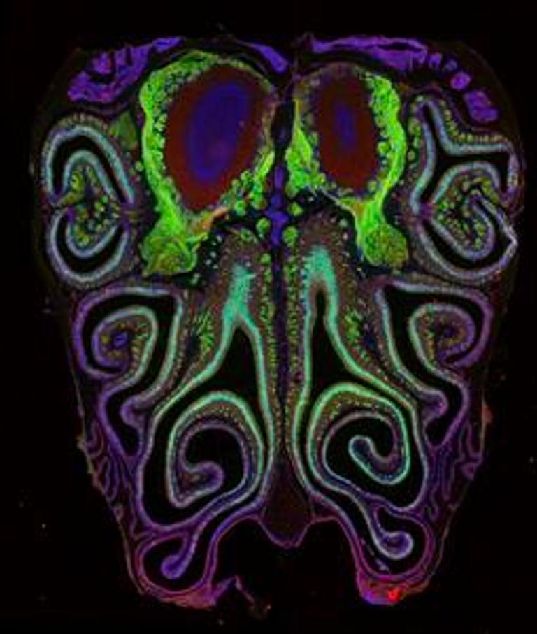 Landmark Study Maps Mouse Olfactory Receptors, Paving Way for Smell Restoration Therapies