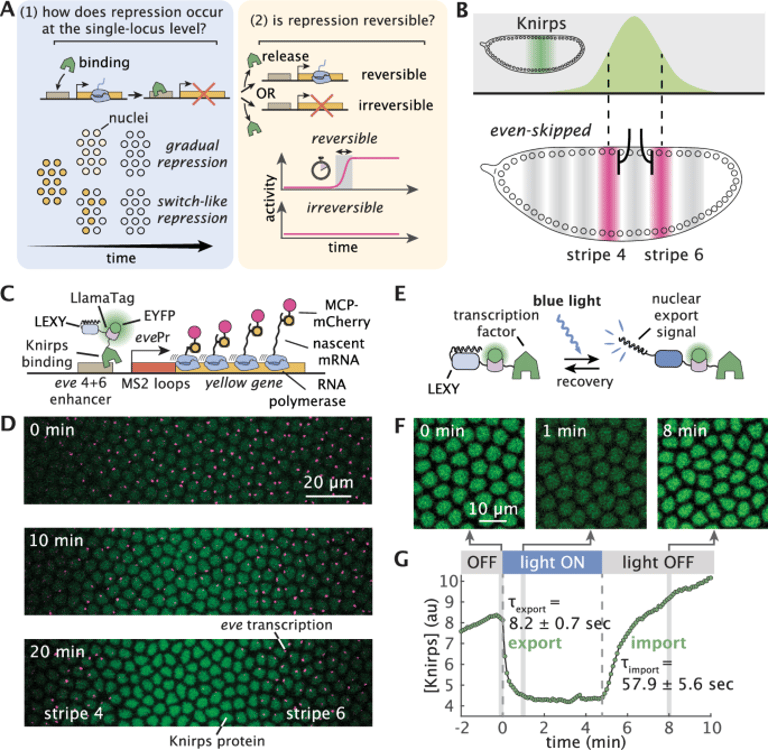 Breakthrough Study Reveals Dual Roles of Su(H) and Knirps in Drosophila Development