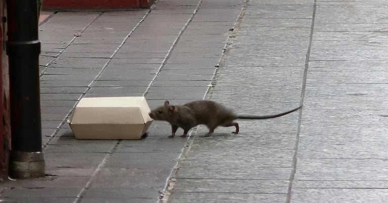 New York Tops List of Most Rodent-Infested U.S. Cities; Philly and Detroit Climb Rankings