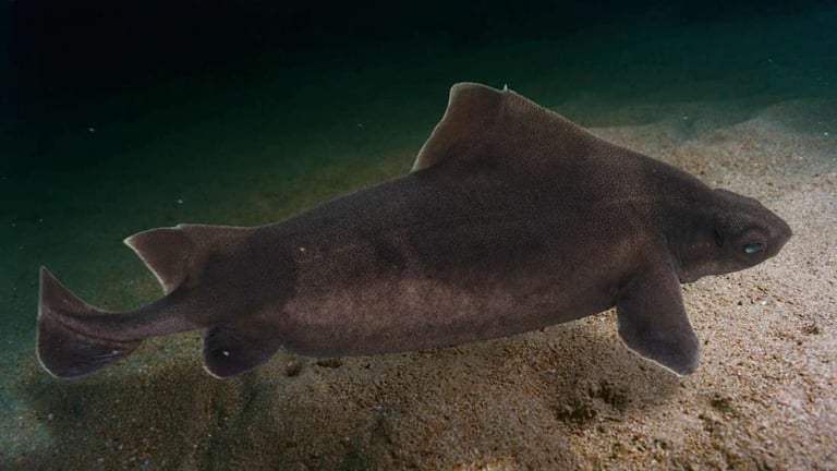 First-Ever Leucism Case in Endangered Spotted Roughshark Discovered Off Albania Coast