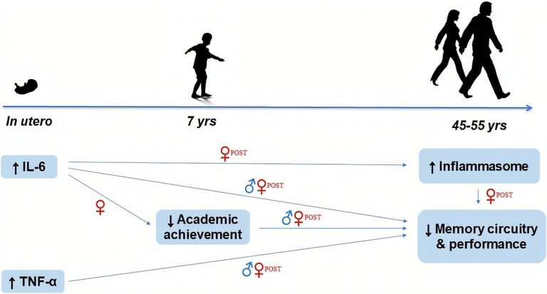 Maternal Immune Activity Linked to Memory Issues in Offspring, Study Reveals Potential Alzheimer's Connection