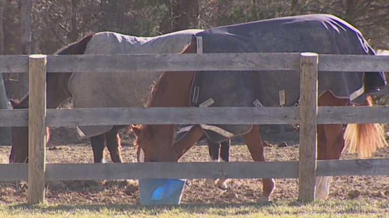 Strict Biosecurity Measures Implemented for First Frontier Circuit Finals Rodeo Amid EHV-1 Concerns