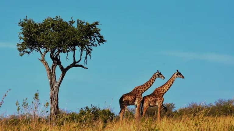 Climate Shifts Threaten Mara-Serengeti: Rising Temperatures and Extreme Weather Disrupt Wildlife and Ecosystem